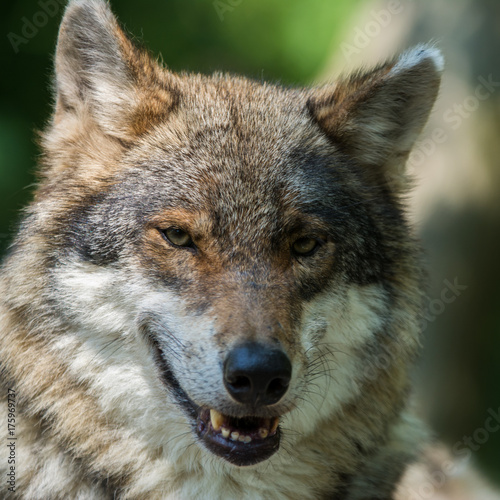 Close up photo portrait eurasian wolf in spring sunny day © Tom