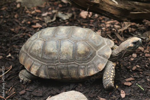  red-footed tortoise (Chelonoidis carbonaria)