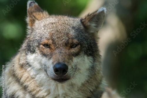 Close up photo portrait eurasian wolf in spring sunny day