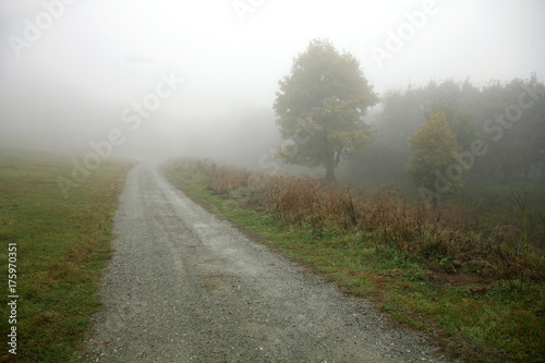 Country road going in to the fog. Maple tree in the fog.
