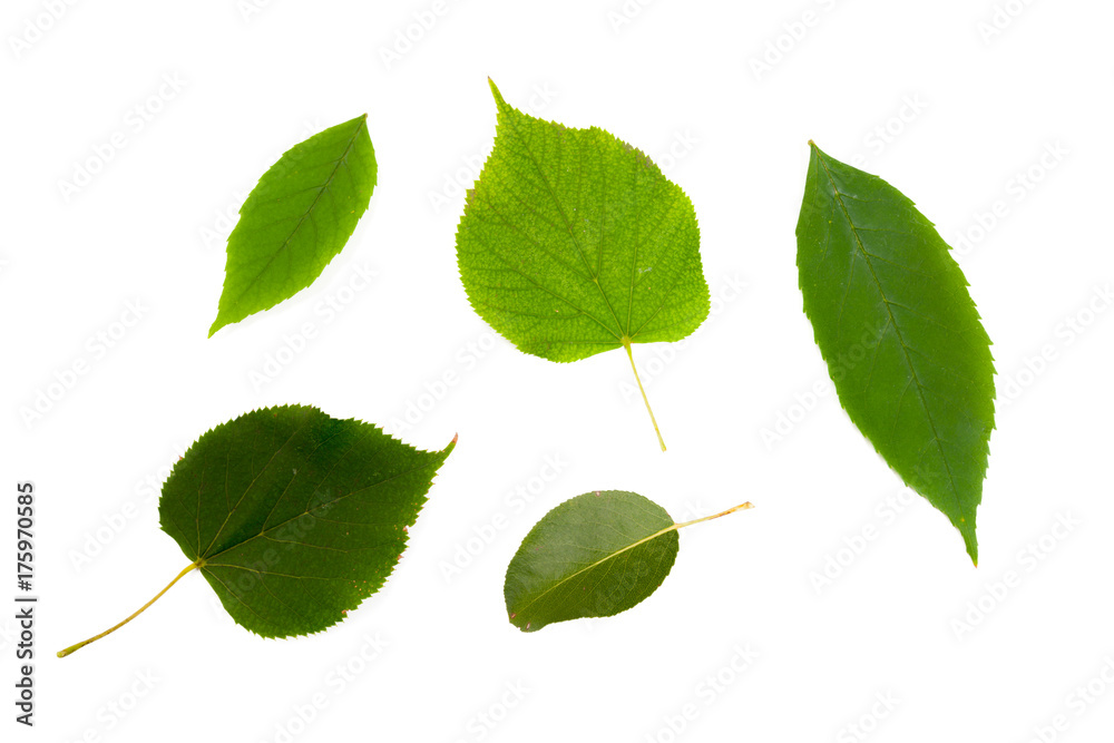 Green leaf Green leaf