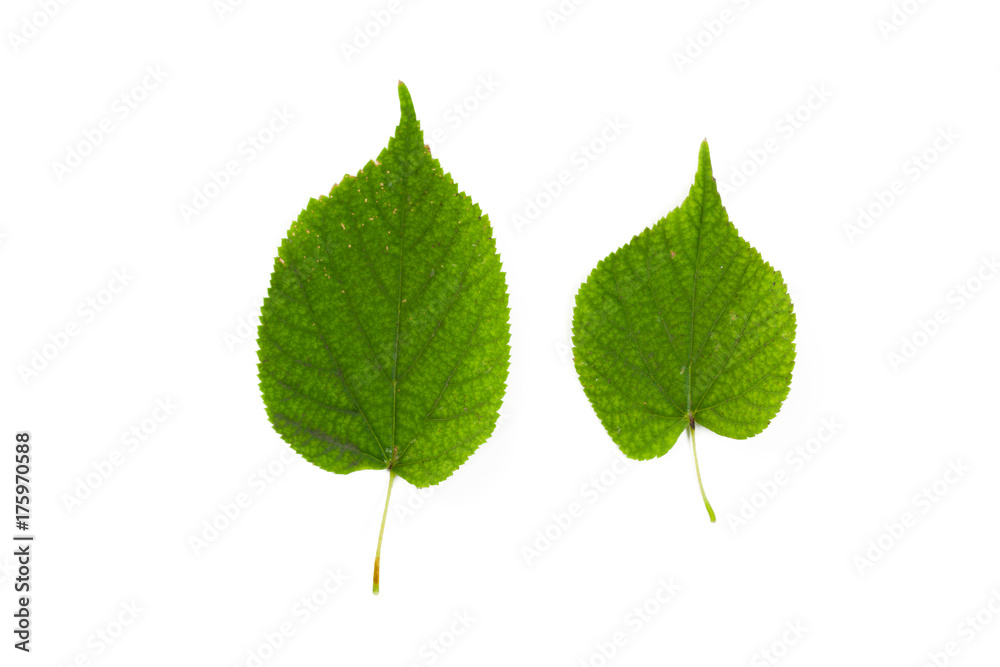 Fototapeta premium Green leaf