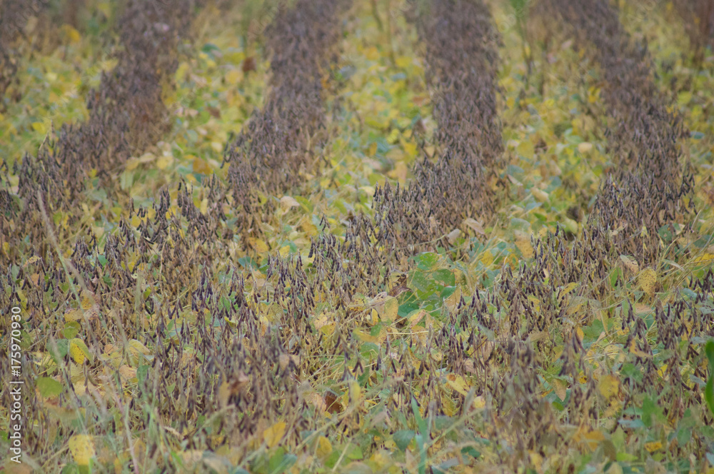 Bean Field Rows Fall