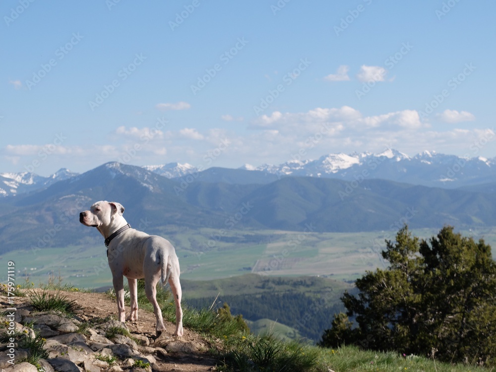 White trail dog with snow capped peaks