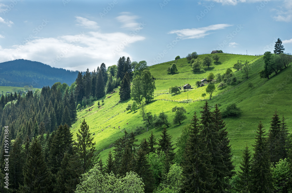 Summer landscape in the Carpathian mountains