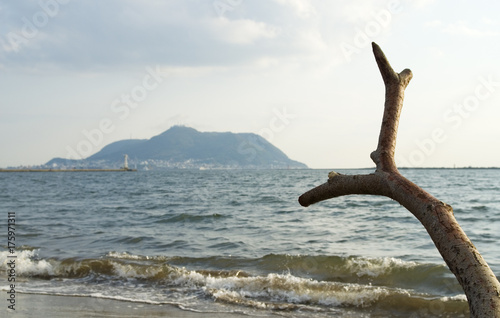 流木 函館山