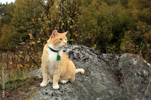 Ginger cat walking outdoor in the forest and meadow and now is it sitting on the boulder. Autumn walk. © fotokate