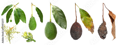 Avocado development stages isolated on a white background  photo