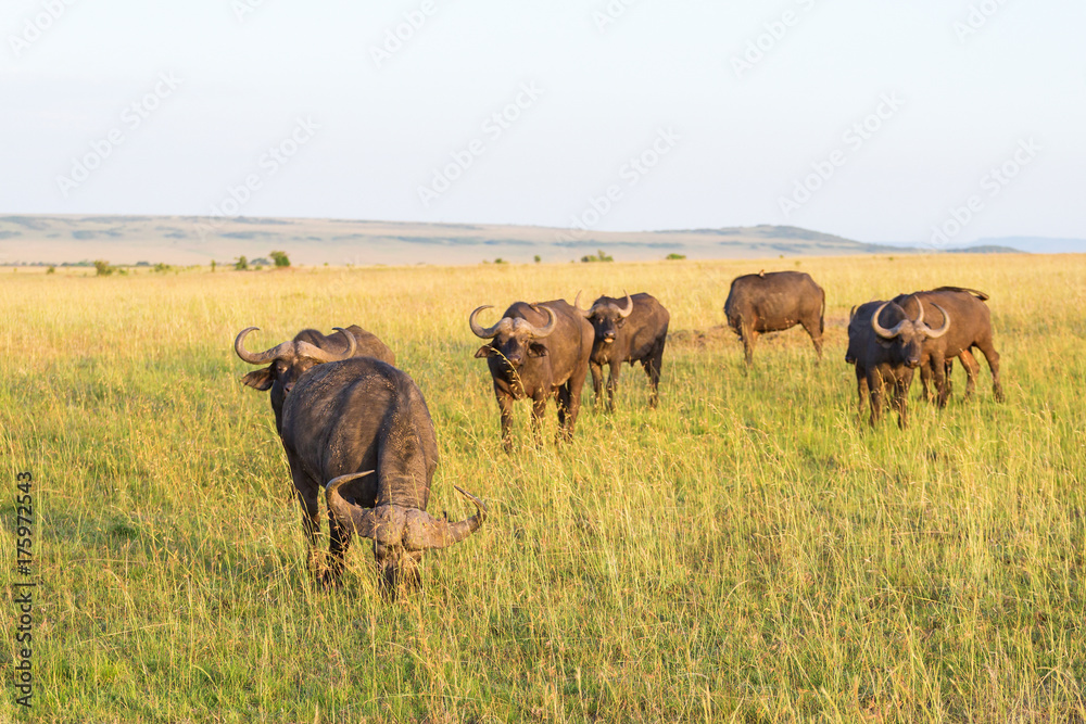 African buffalo on the savanna landscape
