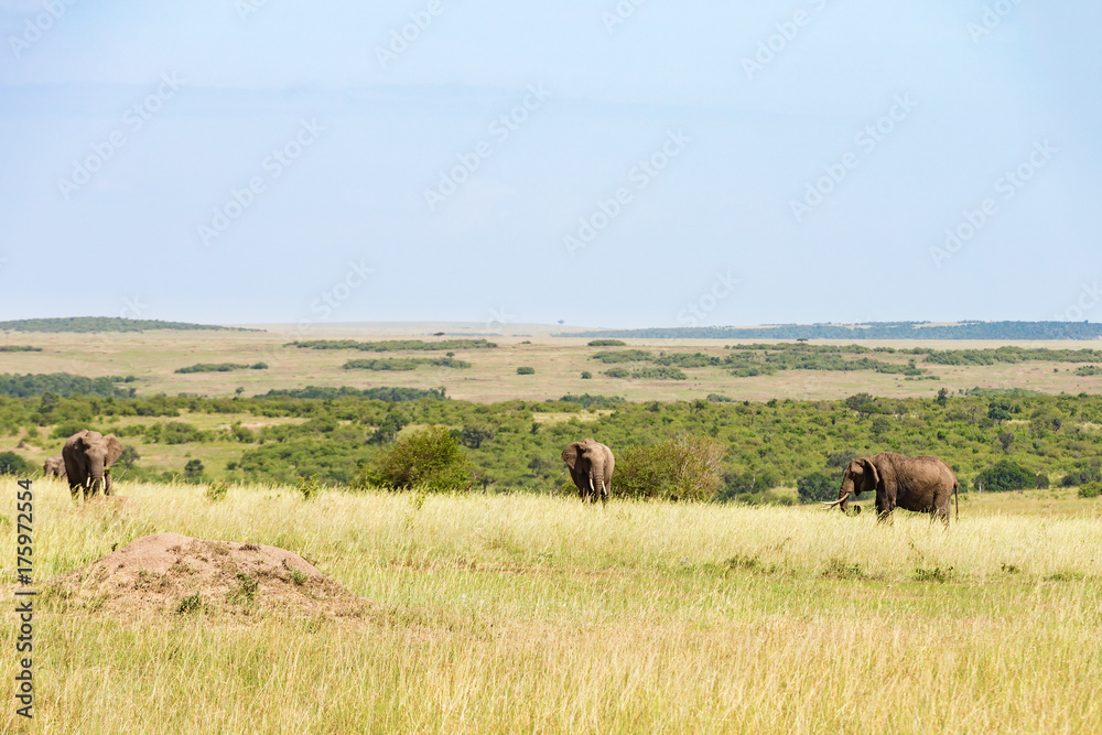 Elephants on the grass savannah