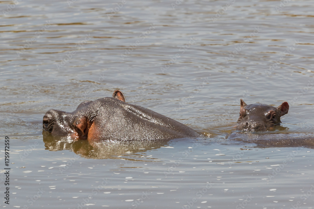 Hippos with a baby in the river Hippos with a baby in the river