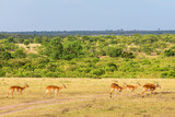 Impala antelopein the savannah