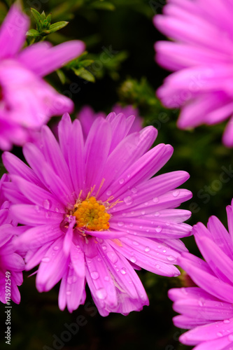 Purple flower detail