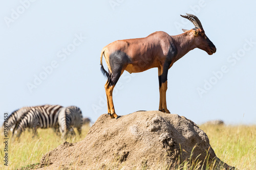 Topi standing on a mound in the savanna