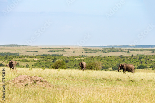 Elephants on the grass savannah © Lars Johansson