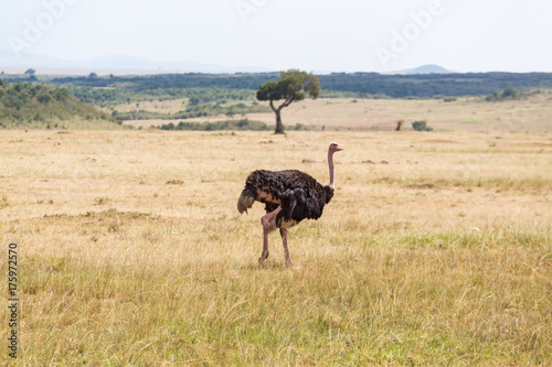 Ostrich walking on the savanna