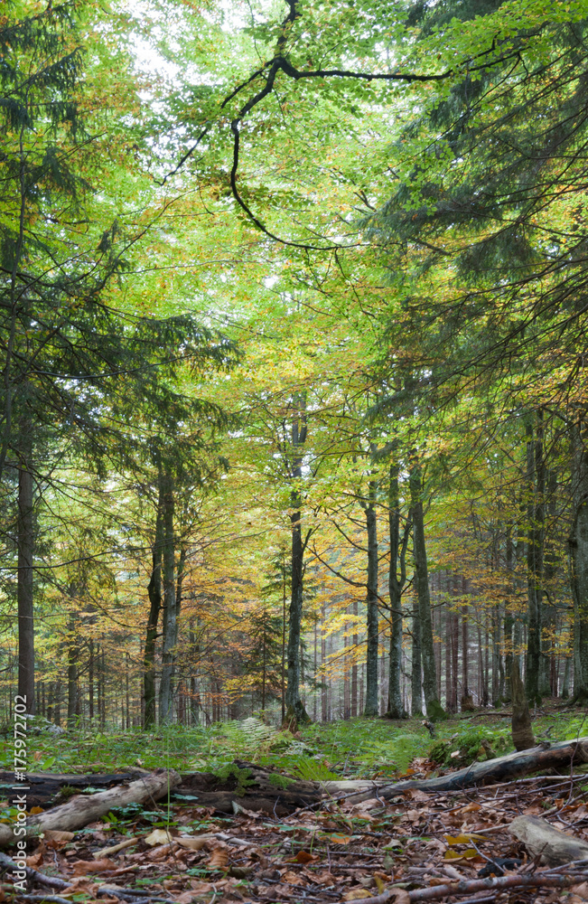 Obraz premium woodAtmosphere