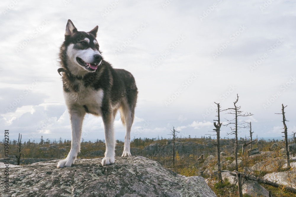 Naklejka premium Happy Husky Dog Standing on a Mountain Peak at Trekking Path.