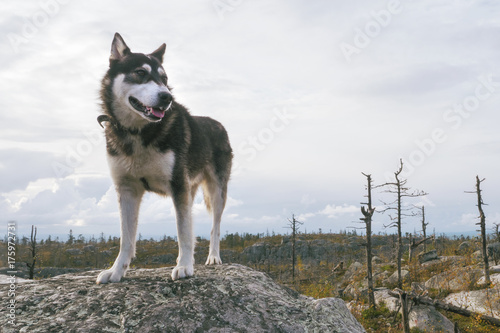 Happy Husky Dog Standing on a Mountain Peak at Trekking Path.