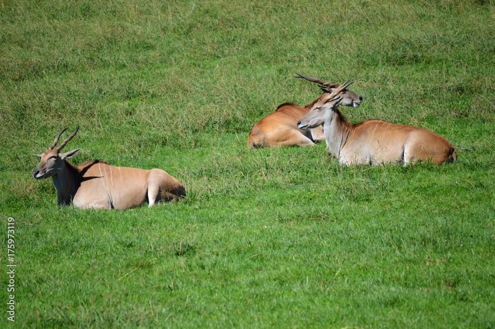 Parque Natural Cabarceno Cantabria España Parque Natural Cabarceno Cantabria España
