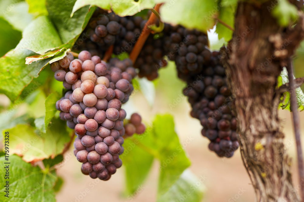 Close up of pink grapes on a vineyard