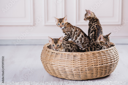 bengal cats babys leopard kitten photo