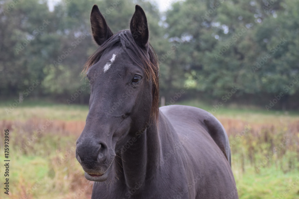 Dark horses animal portrait