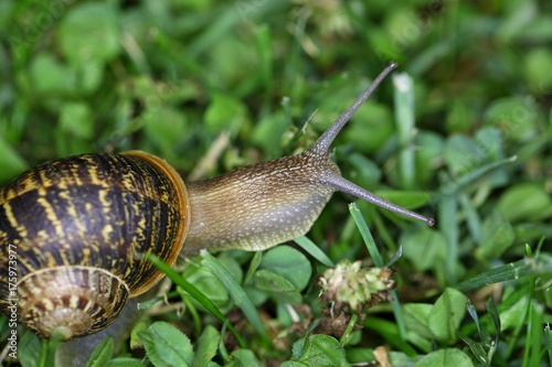 Garden Snail (Cornu aspersum) photo