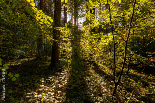 autumn magic light in a forest