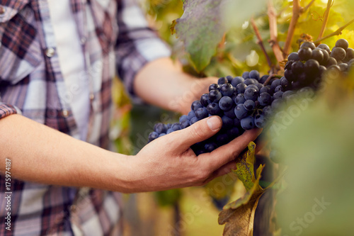 Fotografia Male hands holding grapes at harvest in vineyard, toned