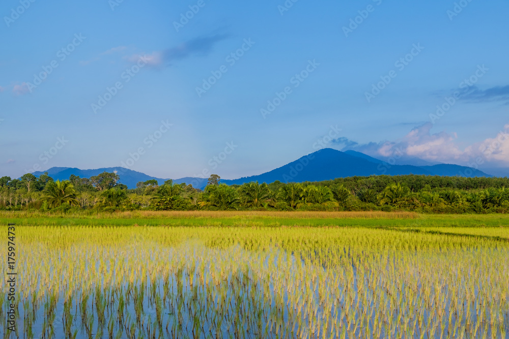 Fototapeta premium Rice cultivation