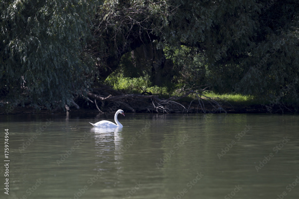 Beautiful swan swimming in the river Beautiful swan swimming in the river
