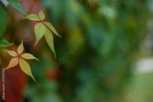 Botanical  nature  gardening background. Autumn leaves picture with shallow depth of field and copy space