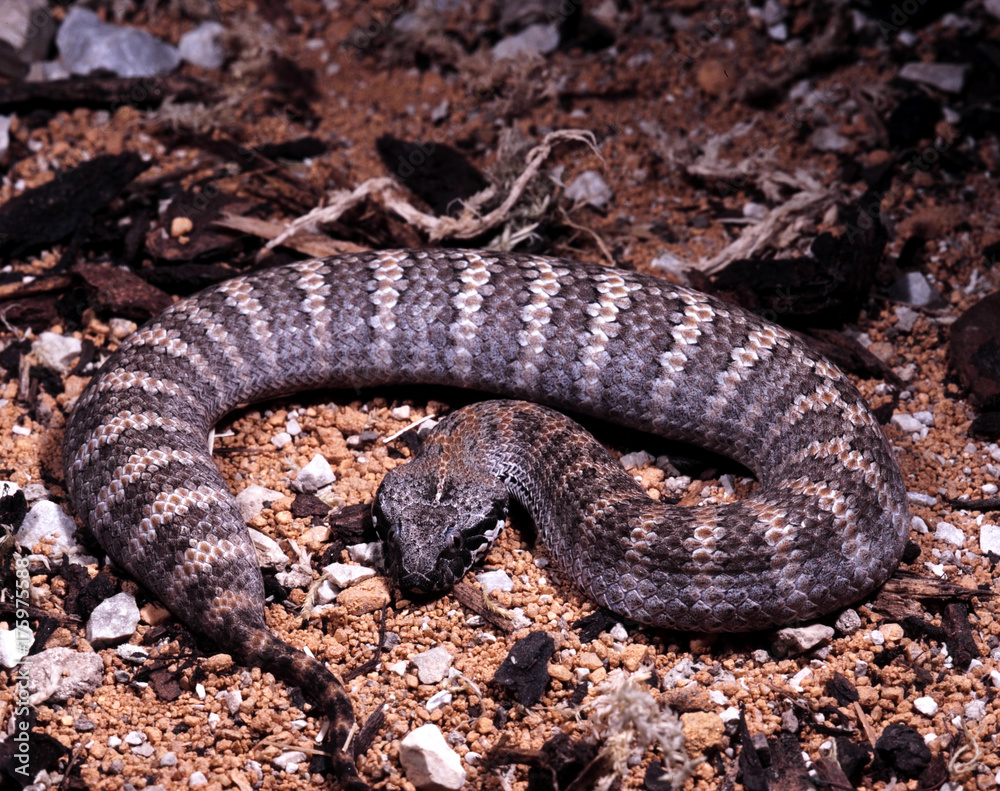 Naklejka premium Acanthophis antarcticus, Common death adder, a common Australian poisonous snake