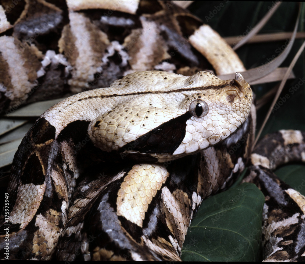 Gaboon viper, Bitis gabonica rhinoceros, is the largest viper with large poison teeth