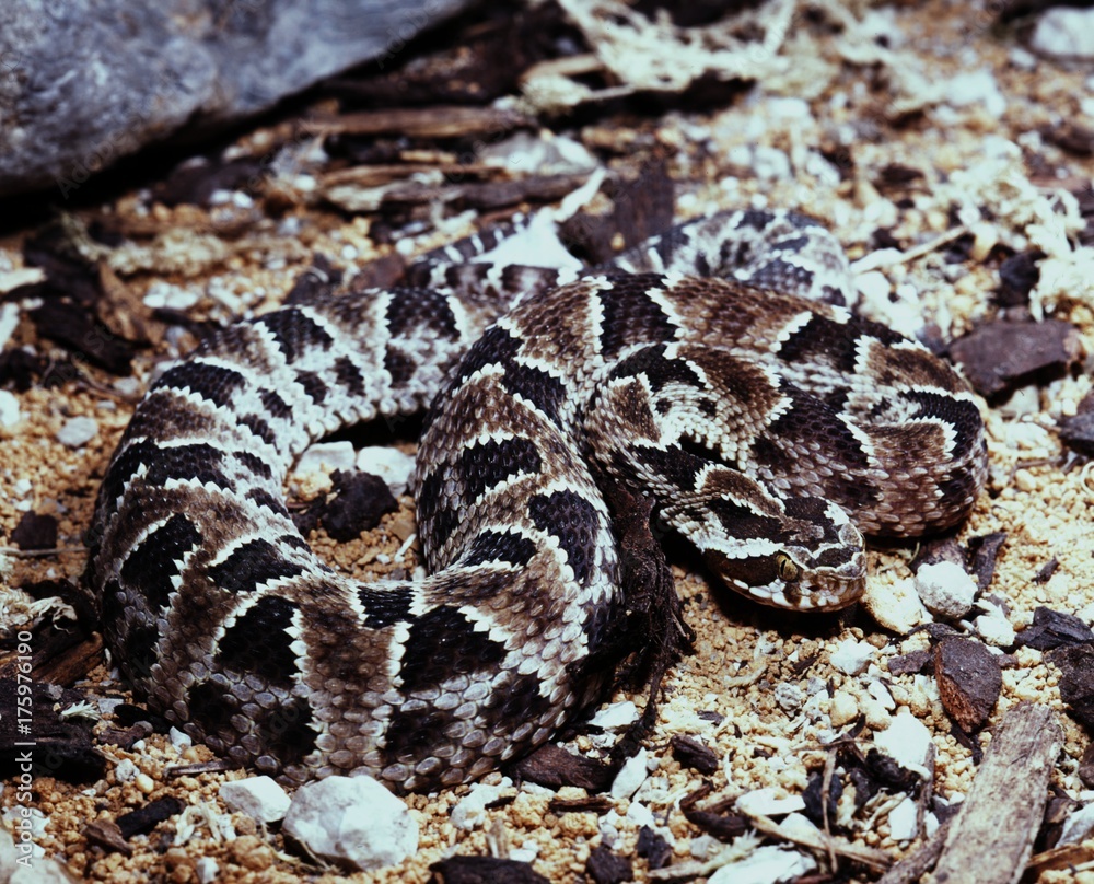 Barnett's lancehead, Bothrops barnetti is our landing agent for rattlesnake Barnett's lancehead, Bothrops barnetti is our landing agent for rattlesnake