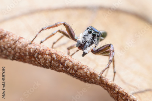 Super macro Cosmophasis umbratica or Jumping spider on dried leaf