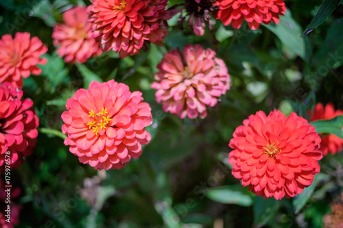 Zinnia