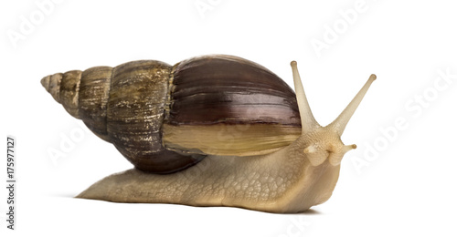 Crawling giant African snail, isolated on white