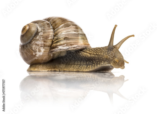 Crawling common snail, Burgundy snail or edible snail, isolated
