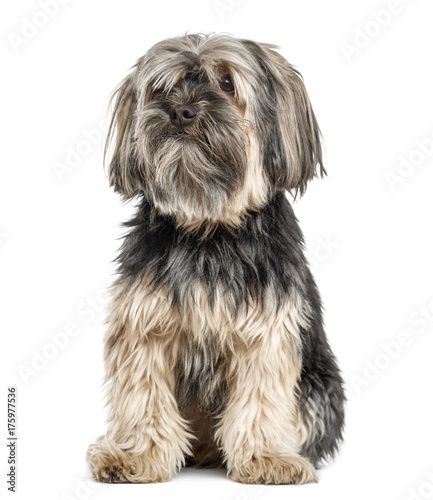Yorkshire Terrier sitting, isolated on white © Eric Isselée