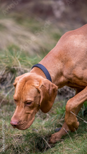 Vizsla dog 5