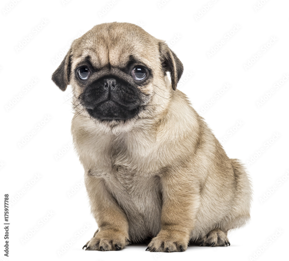 Pug puppy sitting, isolated on white