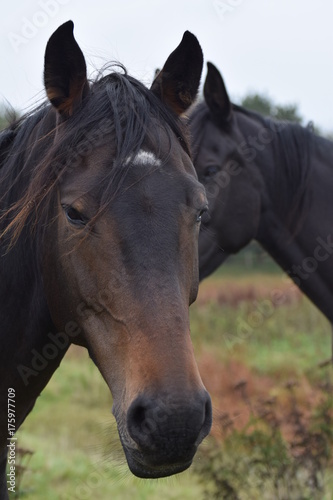 Dark horses animal portrait