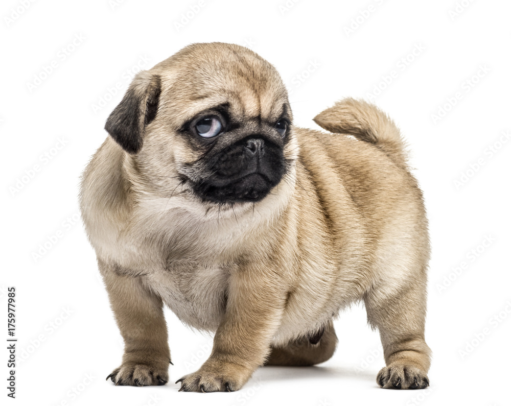 Pug puppy standing, isolated on white