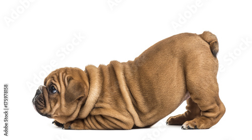 Bulldog puppy, isolated on white photo