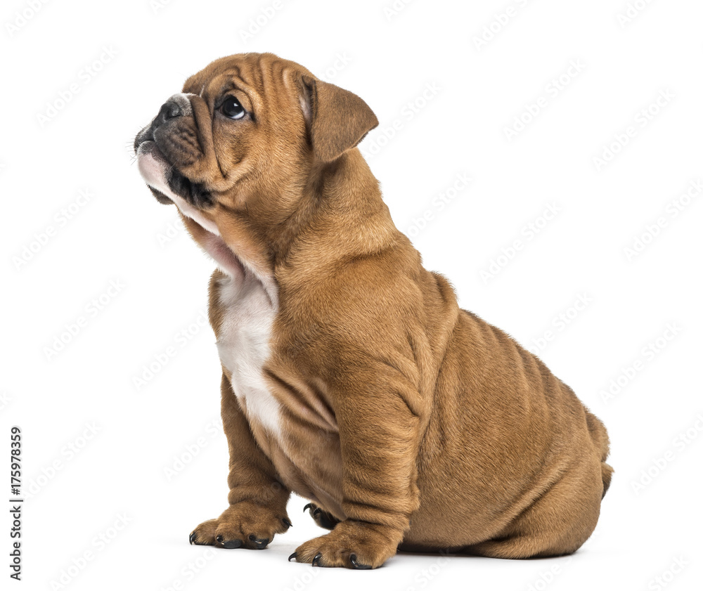 Bulldog pup sitting, isolated on white