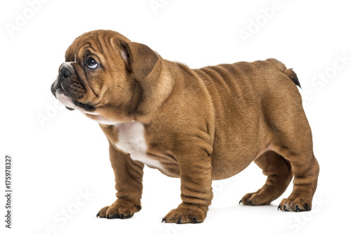 Guilty bulldog pup, isolated on white