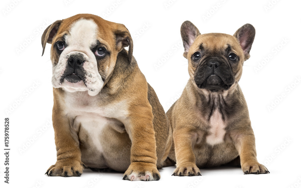 Bulldog puppies sitting, isolated on white