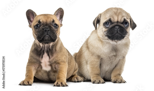 Pug and bulldog puppies side by side  isolated on white
